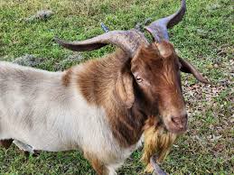 Goats (Boer Cross)