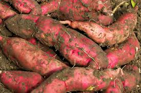 Sweet Potatoes