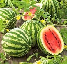 Fresh Watermelons