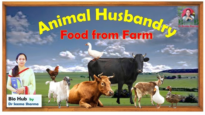 Animal husbandry